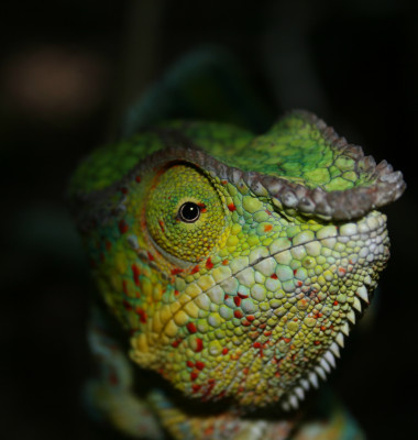 ChameleonsoftheWorld.jpg