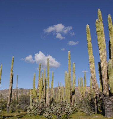 15-Forest-of-Cardon-Cactus-Baja-California.jpg