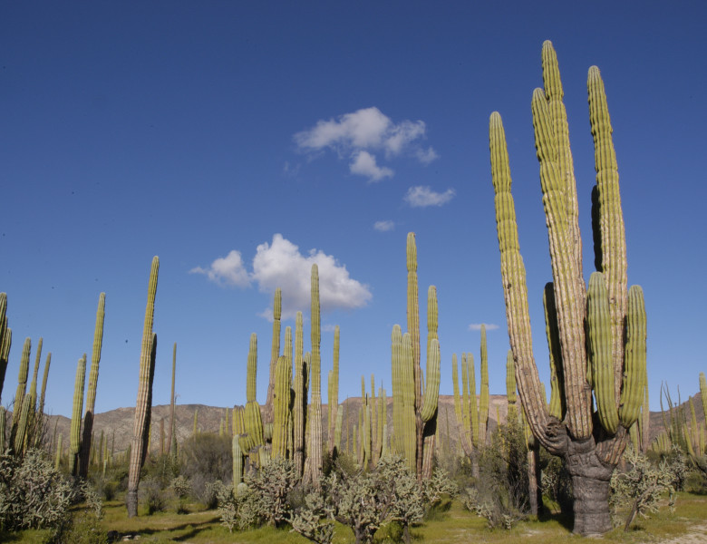15-Forest-of-Cardon-Cactus-Baja-California.jpg