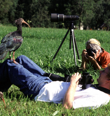 der-flug-des-waldrapp_4.jpg