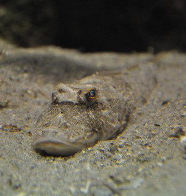 sea-robin1_DSC_0238.jpg