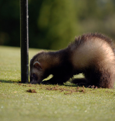 ferret_holeinone.jpg