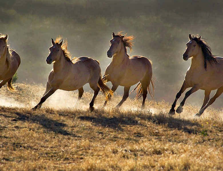 Wild-Horses-02.jpg