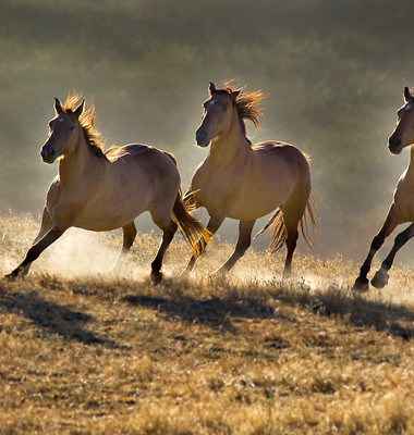 Wild-Horses-02.jpg