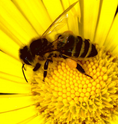 bienen_2.jpg