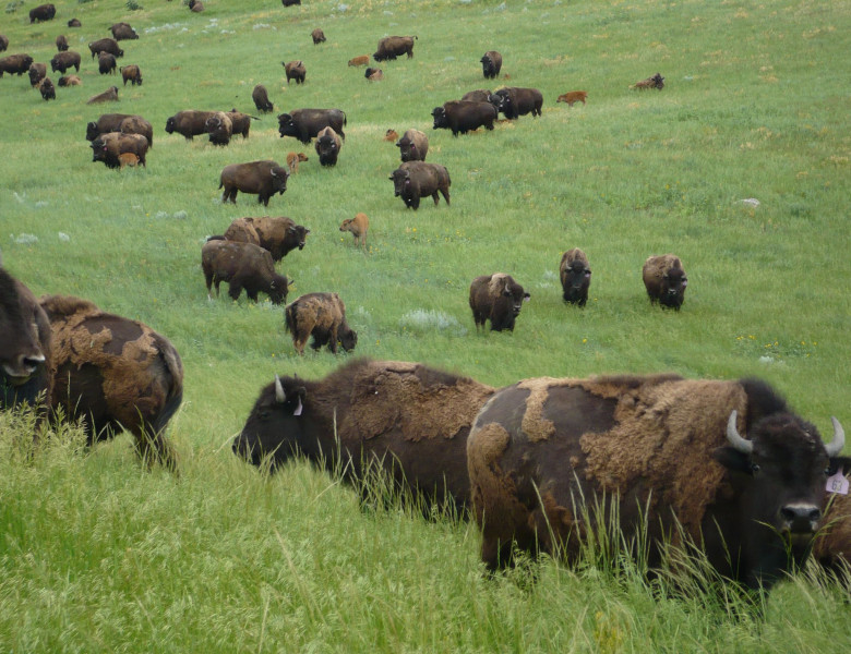 Bisons-at-Cheyenne-River-Reservation-4.jpg