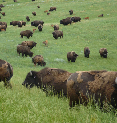 Bisons-at-Cheyenne-River-Reservation-4.jpg