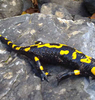 Salamander-olympus.jpg
