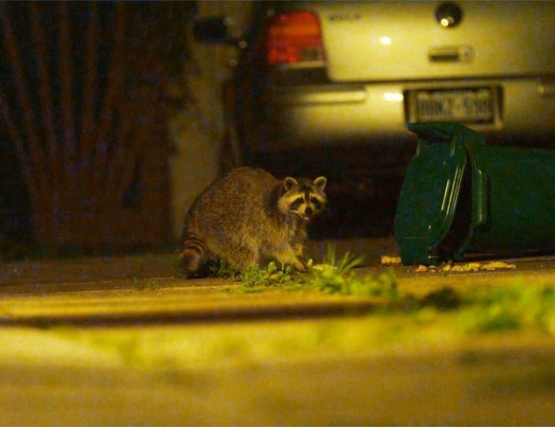 raccoon-at-car.jpg