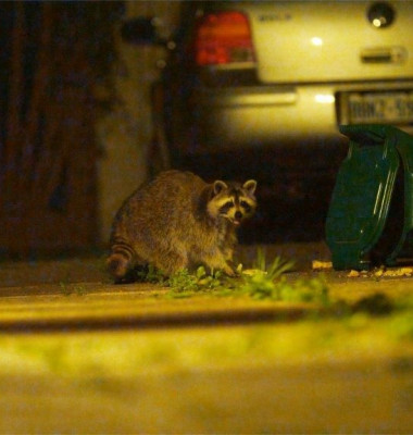 raccoon-at-car.jpg