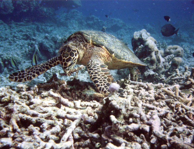 hawksbillfeeding2.jpg