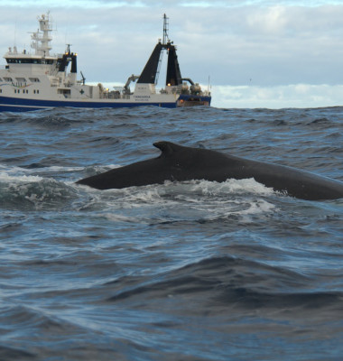 humpback-in-front-of-Tangaroa-DSC_0455.jpg