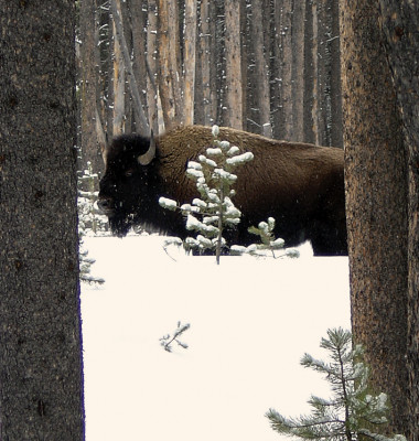 bison-021.jpg