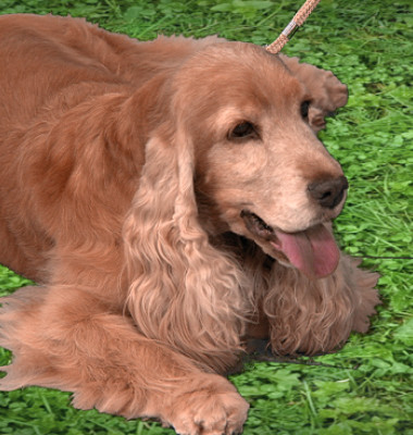 DigiAnimalClub-Cocker-4.png