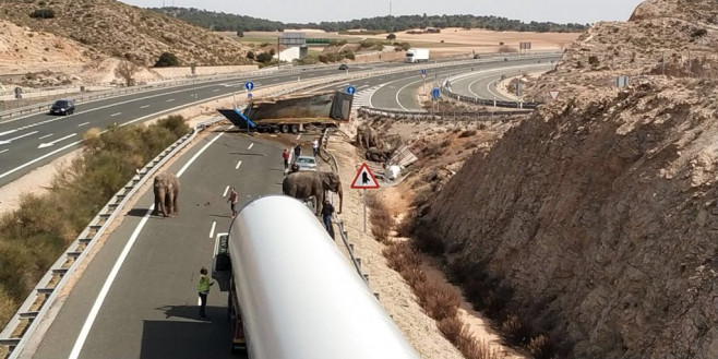 camion elefanti spania_PolicíaLocalAlbacete (1)