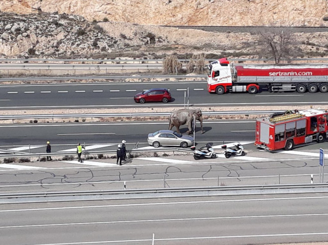 camion elefanti spania_PolicíaLocalAlbacete (7)