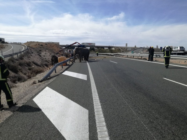 camion elefanti spania_PolicíaLocalAlbacete (2)