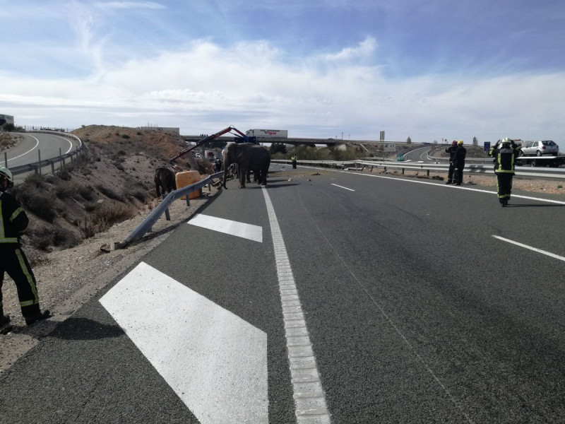 camion elefanti spania_PolicíaLocalAlbacete (2)