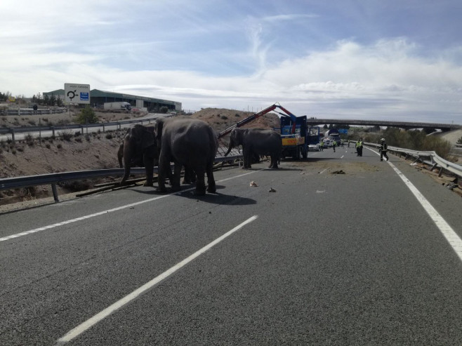 camion elefanti spania_PolicíaLocalAlbacete (4)