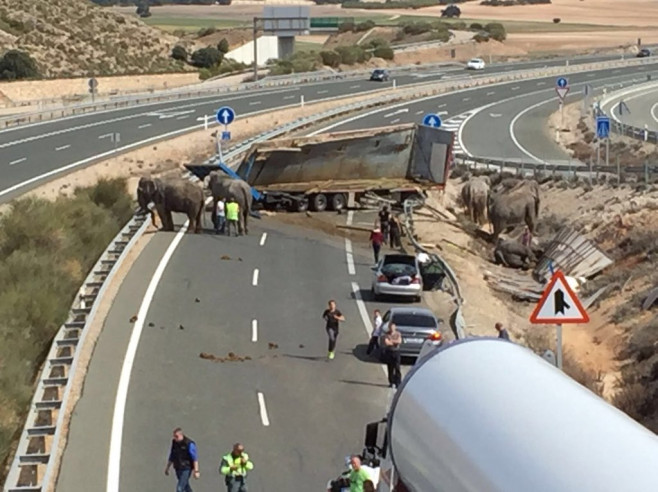 camion elefanti spania_PolicíaLocalAlbacete (6)