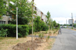 arbori plantati Oradea (1)