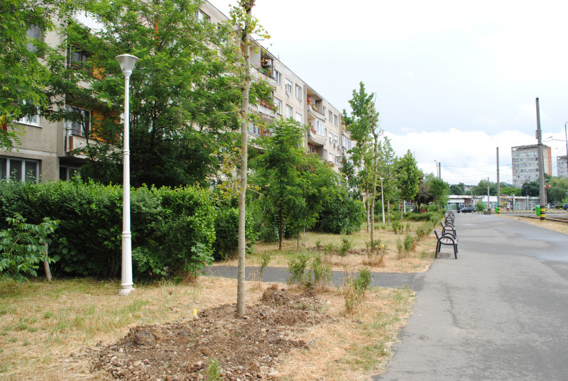 arbori plantati Oradea (1)