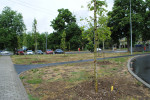 arbori plantati Oradea (6)