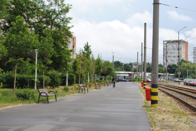 arbori plantati Oradea (7)