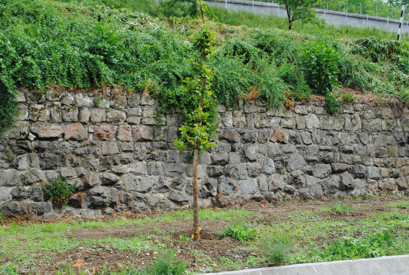 arbori plantati Oradea (2)