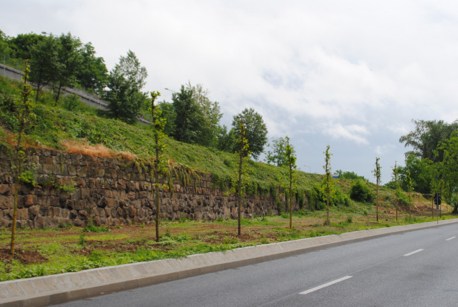 arbori plantati Oradea (3)