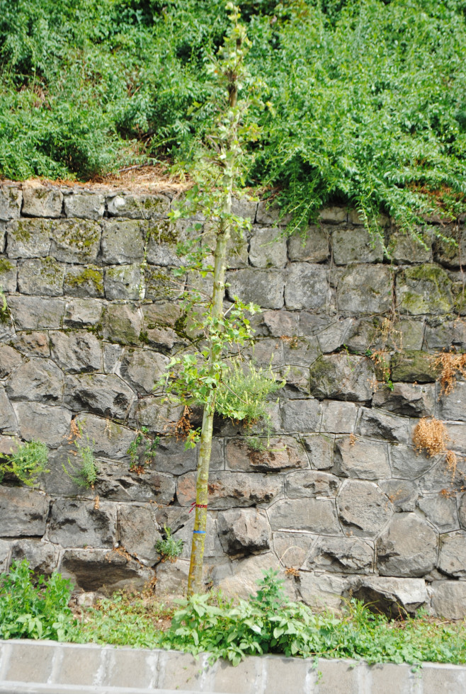 arbori plantati Oradea (4)