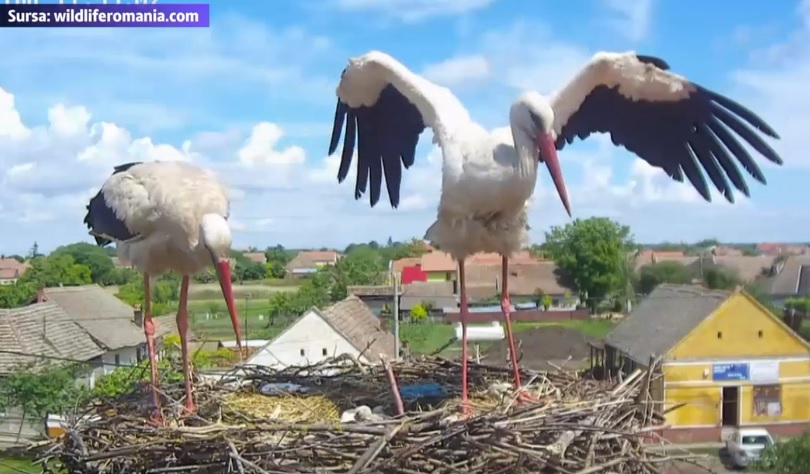 VIDEO. Celebrele berze din Carpinis au pui