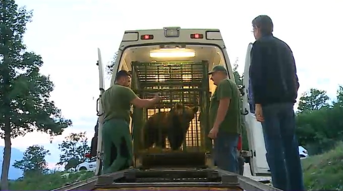 Ursuletul Soni, mascota lacului Sf. Ana, scapa cu viata. Ce solutie s-a gasit pentru el
