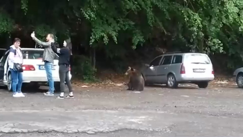 selfie cu ursul