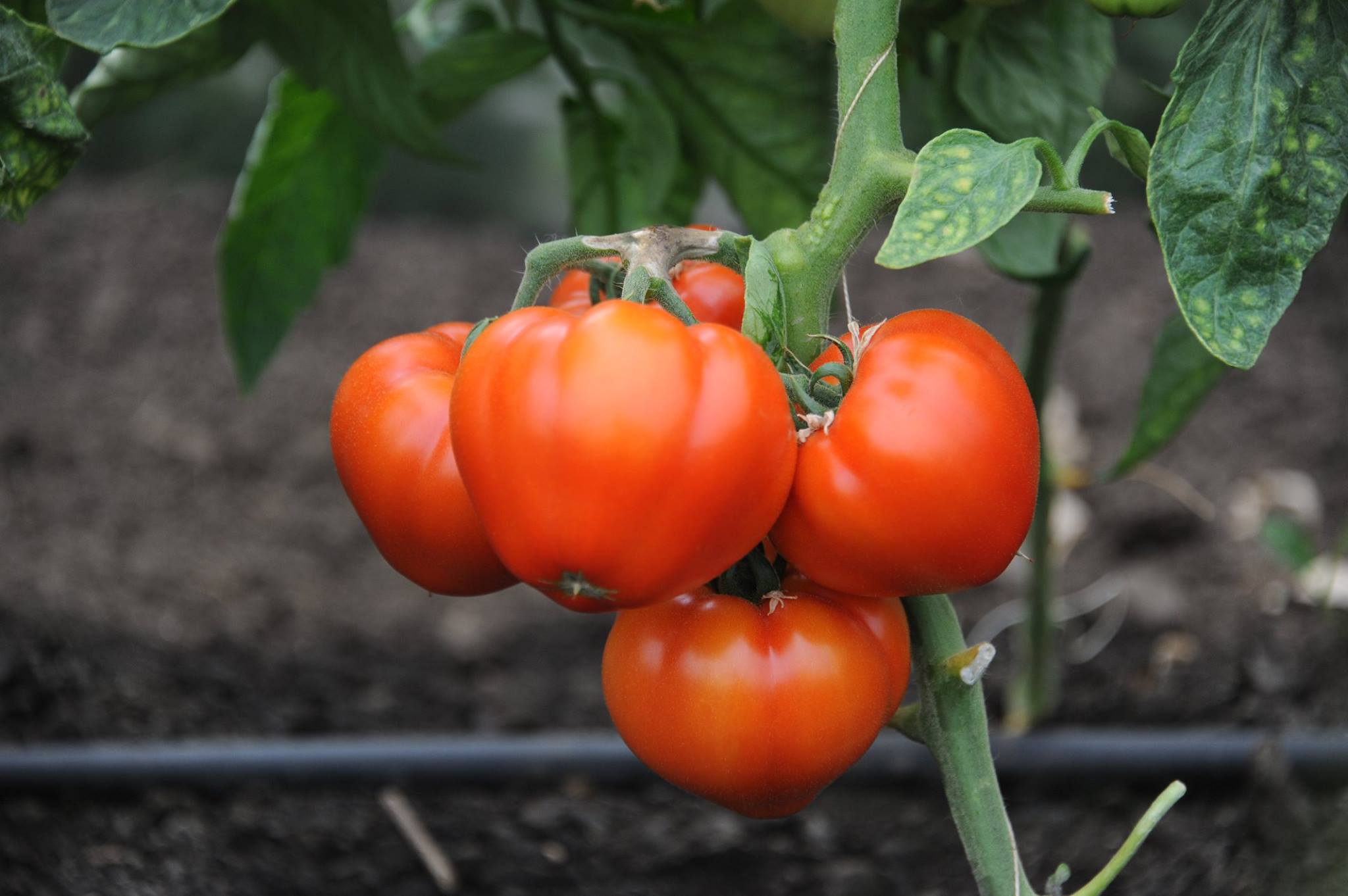 Pesticide peste limita admisă, găsite într-o singură probă de tomate autohtone din 675 analizate anul trecut