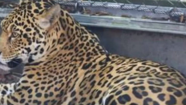 jaguar scapat