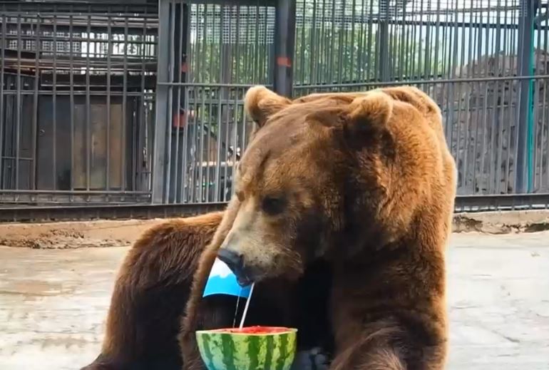 Cupa Mondiala 2018. Previziunea ursului Buyan despre finala