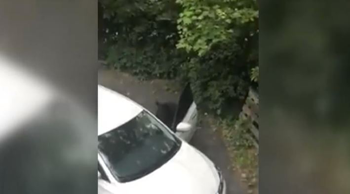 VIDEO. Maşina unor turişti, sparta de un urs. Cum au alungat animalul
