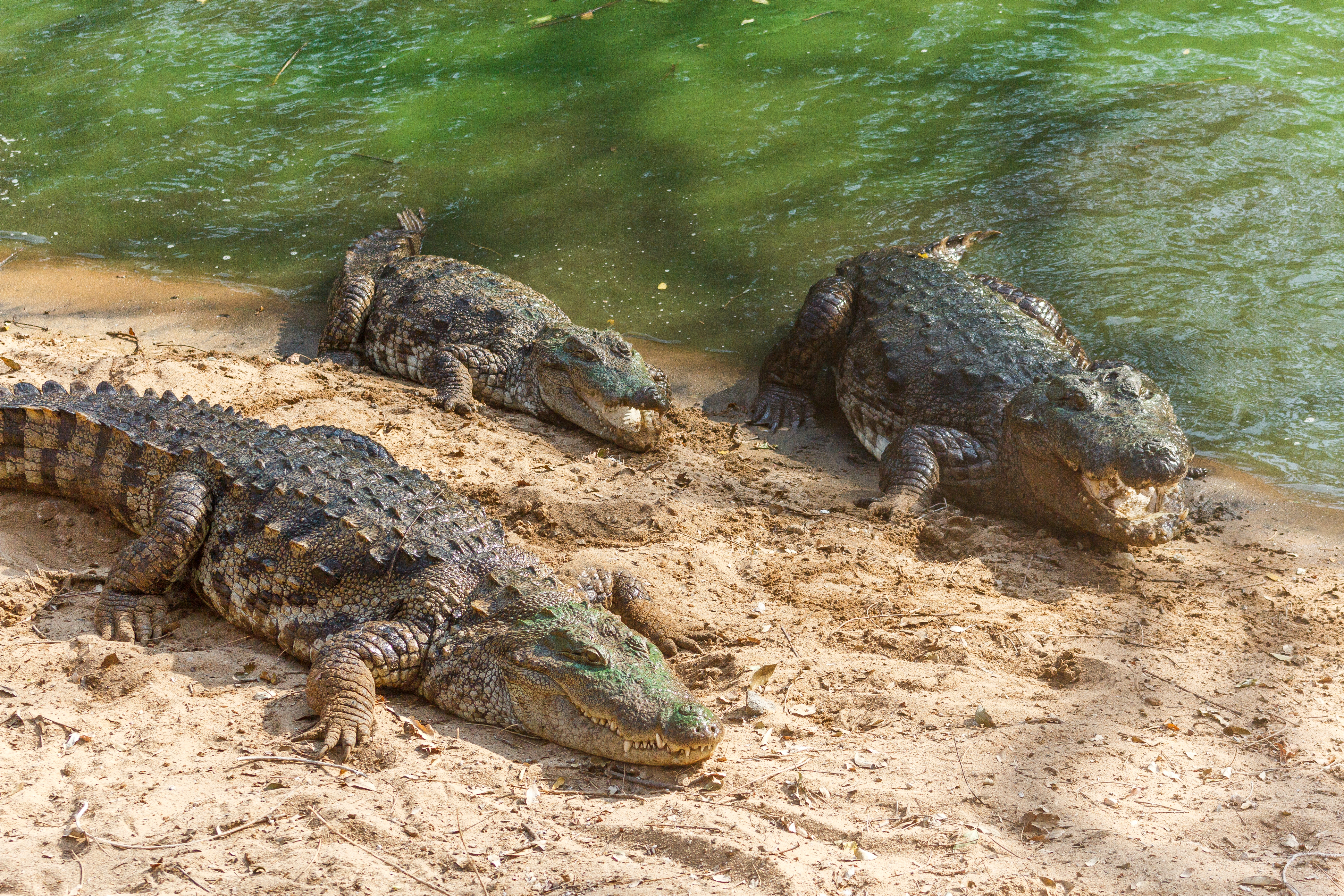 300 de crocodili, specie protejata, au fost ucisi in Indonezia