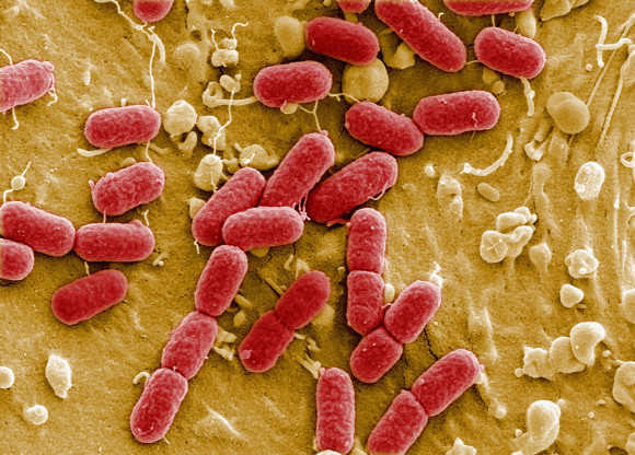 EHEC Outbreak Claims 11 Lives