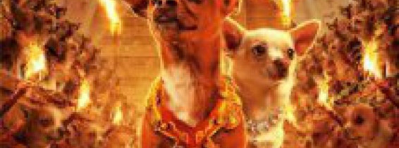 chihuahua
