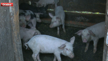 porci pesta