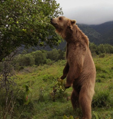 wild-france.jpg