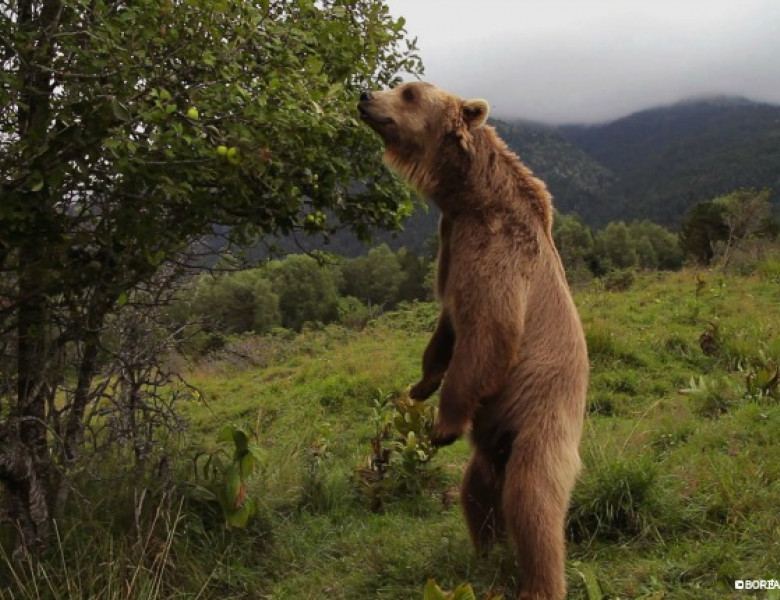 wild-france.jpg