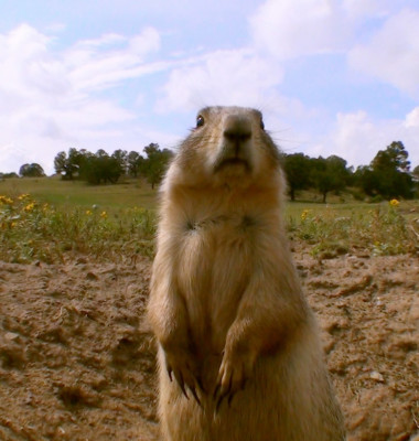 Prairie-dogs3.jpg