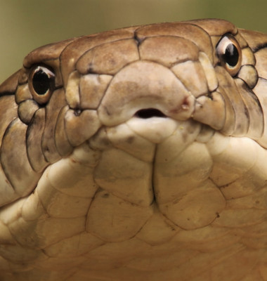 Indias-Deadliest-Snakes9.jpg