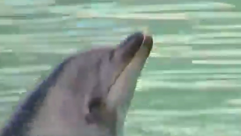 honey delfin
