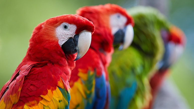 papagali Macaw (Ara)_shutterstock_784631011