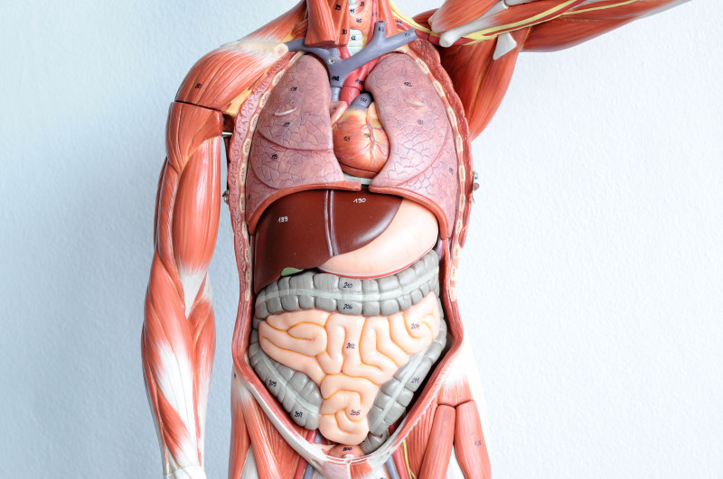organe anatomie corp uman sanatate
