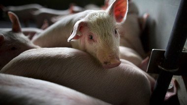 Porcii nu mai pot fi taiati in gospodarii decat in prezenta medicului veterinar